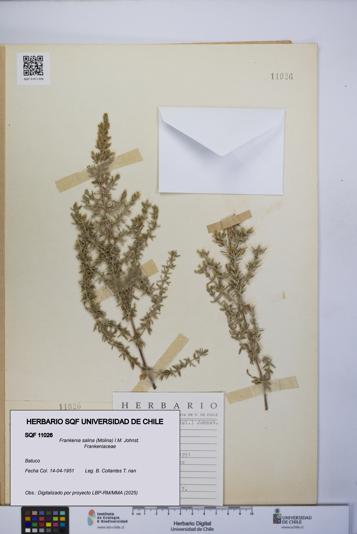 Frankenia salina [Espécimen: UCH:SQF:0011026]