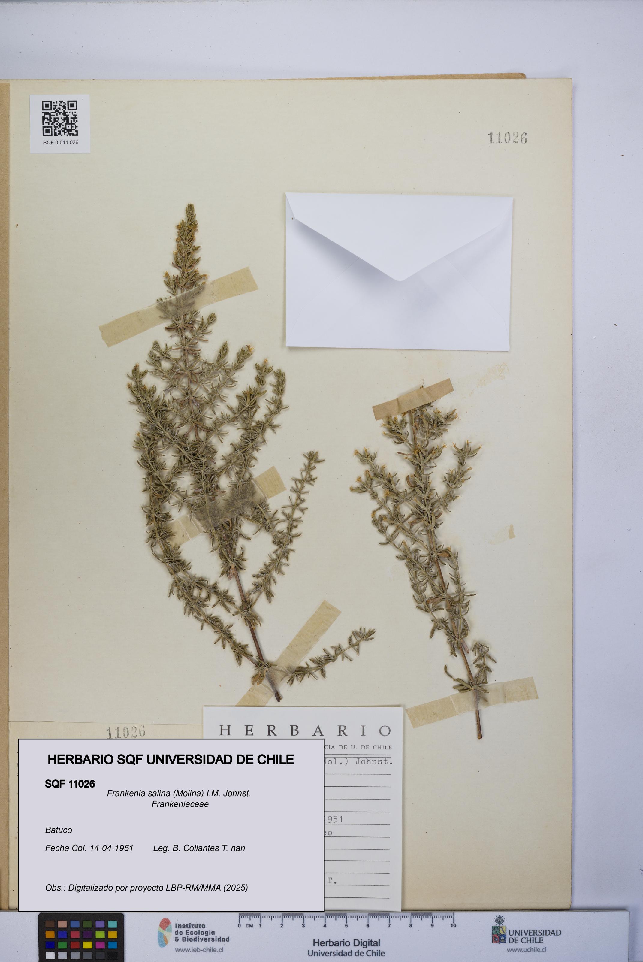 Frankenia salina [Espécimen: UCH:SQF:0011026]