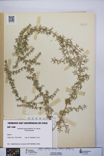 Frankenia salina [Espécimen: UCH:SQF:0011028]