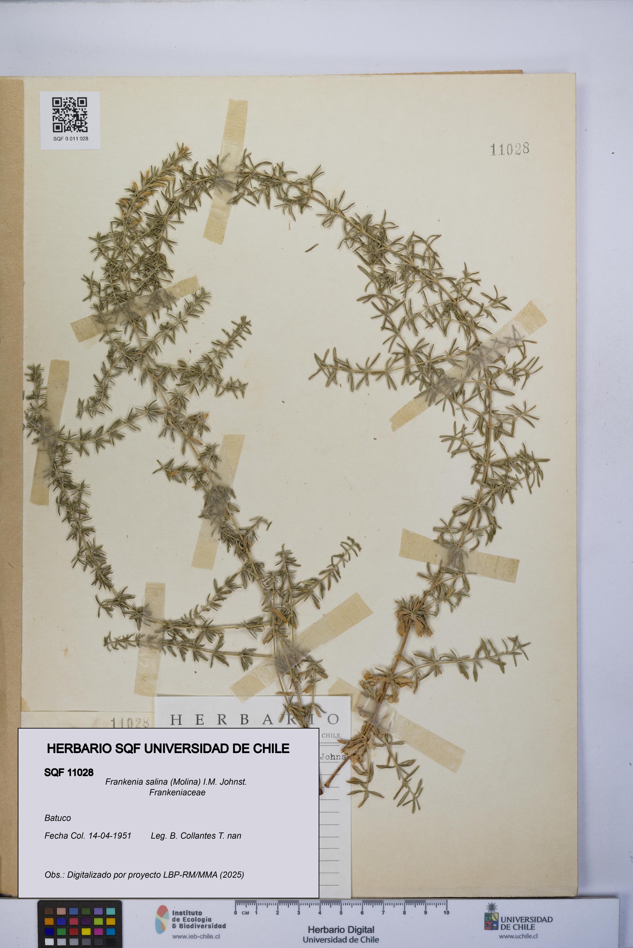 Frankenia salina [Espécimen: UCH:SQF:0011028]
