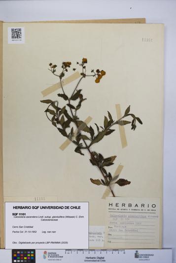 Calceolaria ascendens [Espécimen: UCH:SQF:0011101]