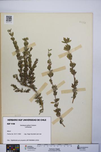 Gardoquia gilliesii [Espécimen: UCH:SQF:0011109]