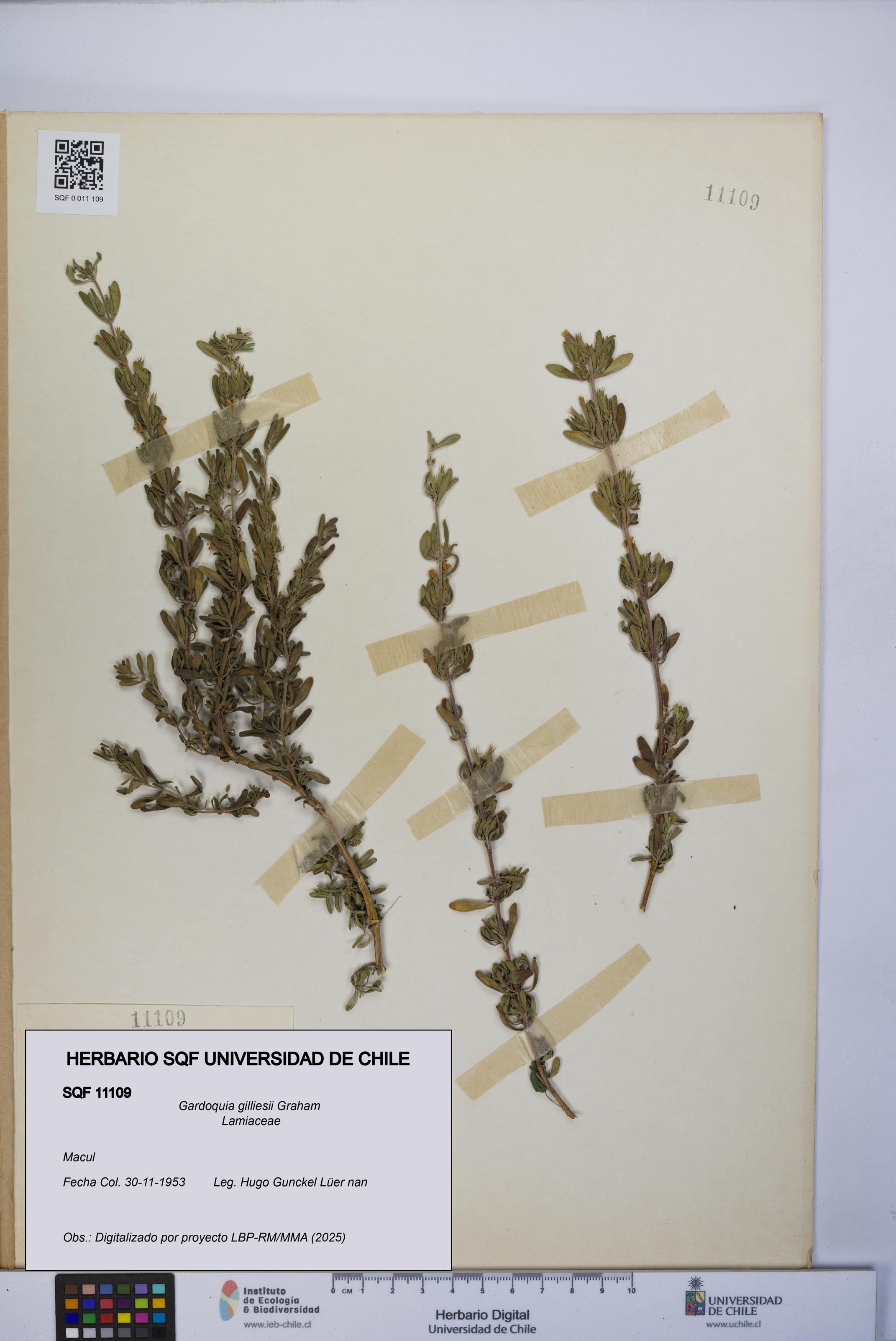 Gardoquia gilliesii [Espécimen: UCH:SQF:0011109]