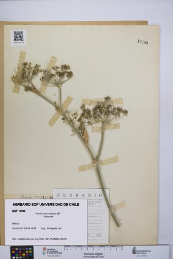 Foeniculum vulgare [Espécimen: UCH:SQF:0011199]