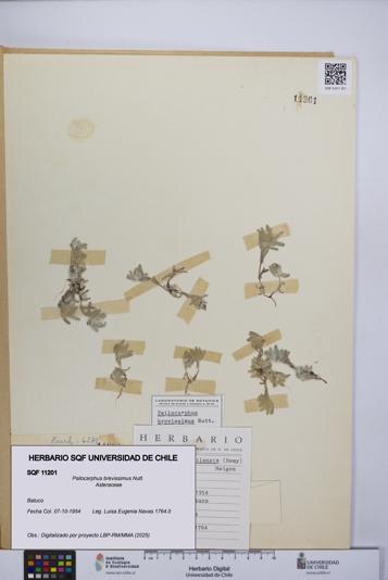 Psilocarphus brevissimus [Espécimen: ]