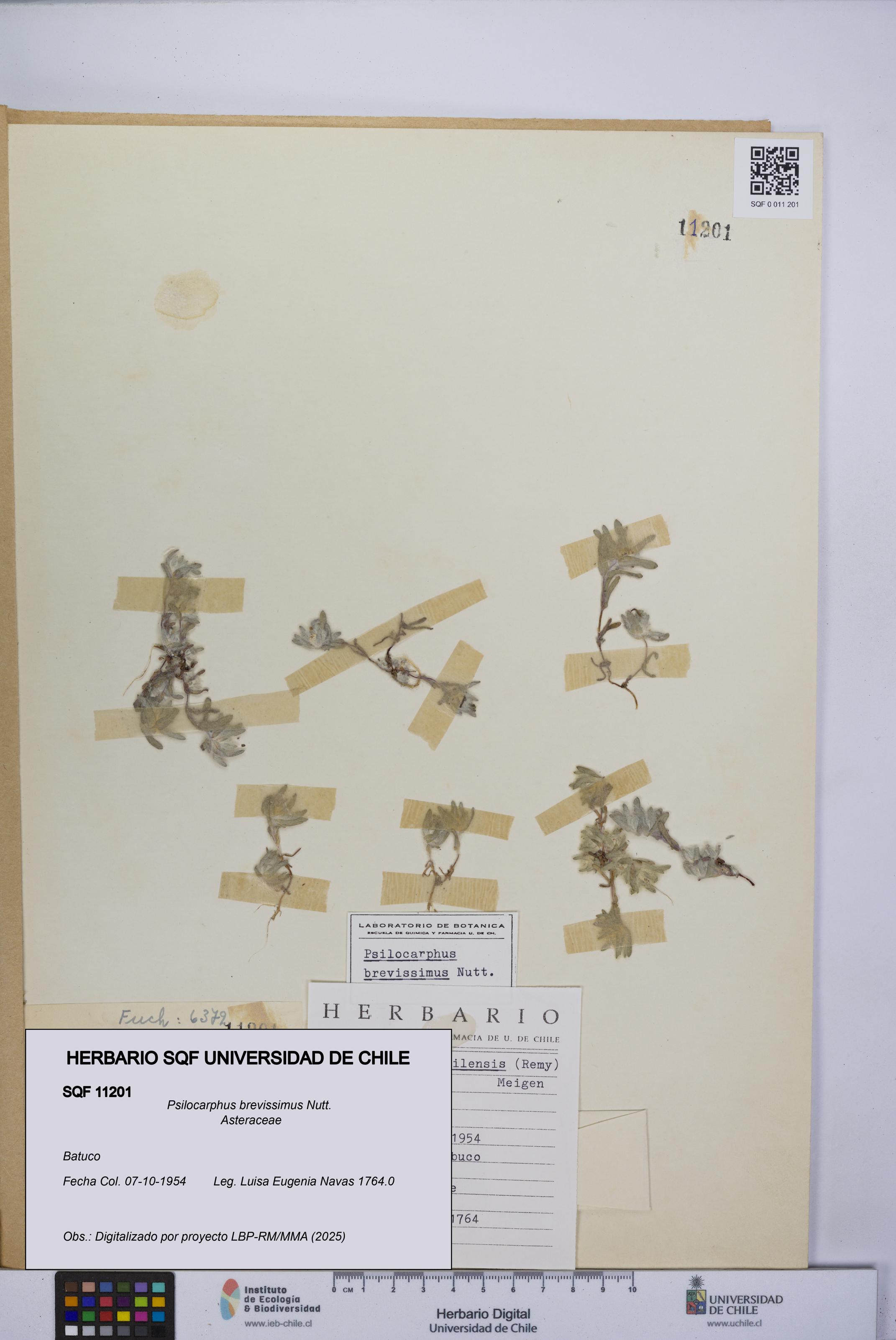 Psilocarphus brevissimus [Espécimen: ]