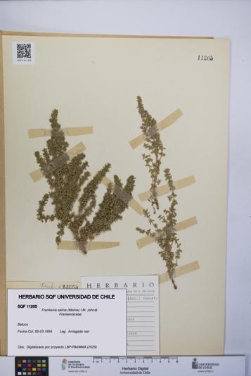 Frankenia salina [Espécimen: UCH:SQF:0011205]