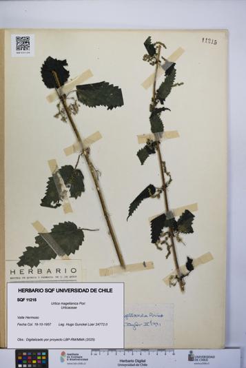 Urtica magellanica [Espécimen: UCH:SQF:0011215]