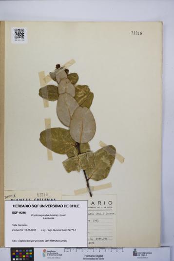 Cryptocarya alba [Espécimen: UCH:SQF:0011216]