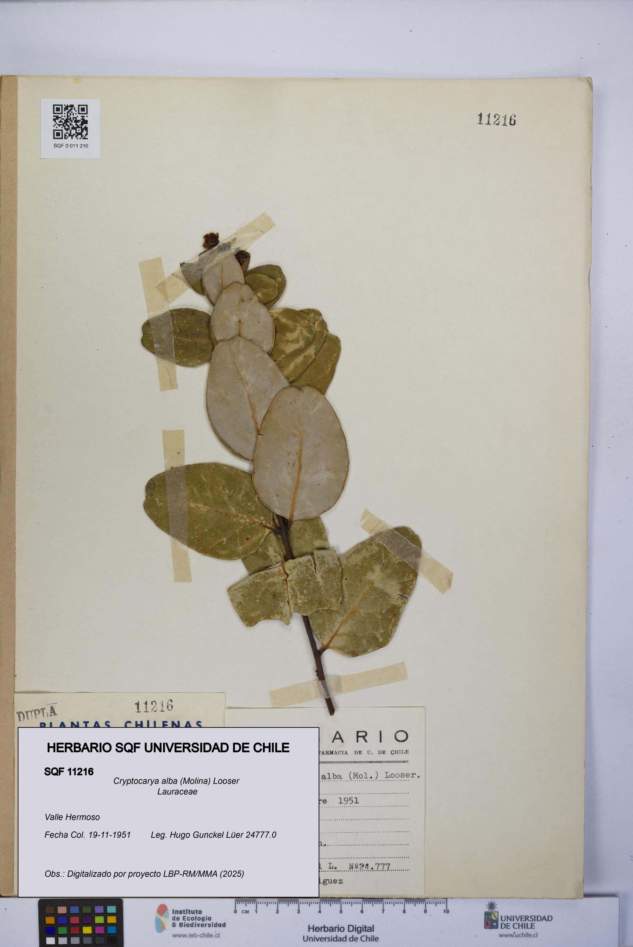 Cryptocarya alba [Espécimen: UCH:SQF:0011216]