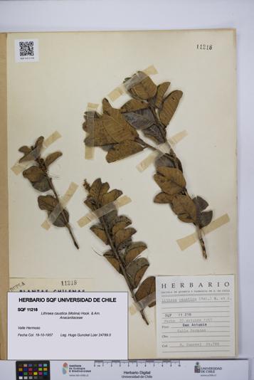 Lithraea caustica [Espécimen: UCH:SQF:0011218]