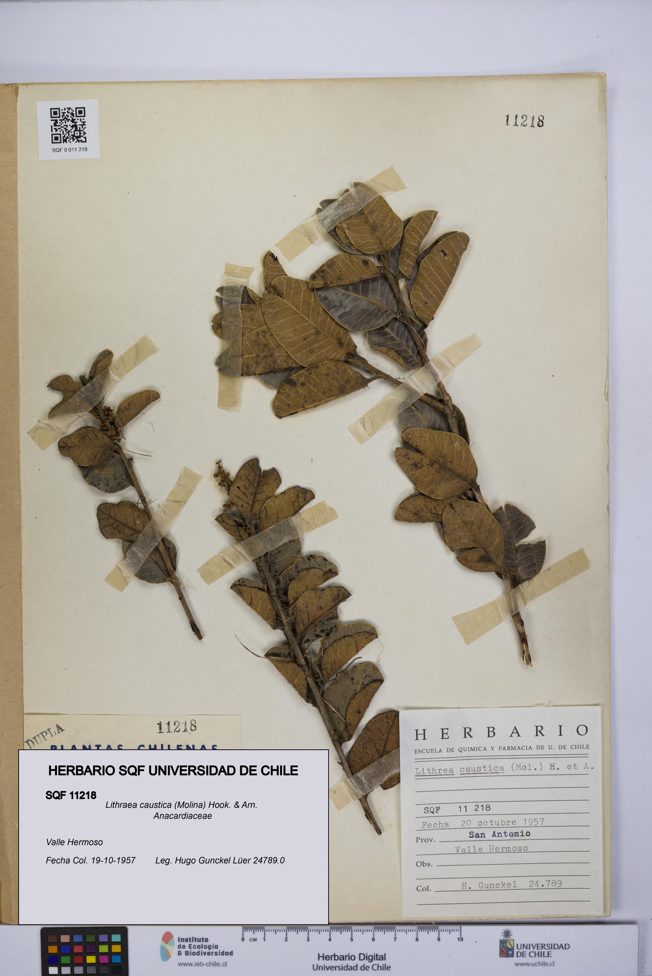 Lithraea caustica [Espécimen: UCH:SQF:0011218]