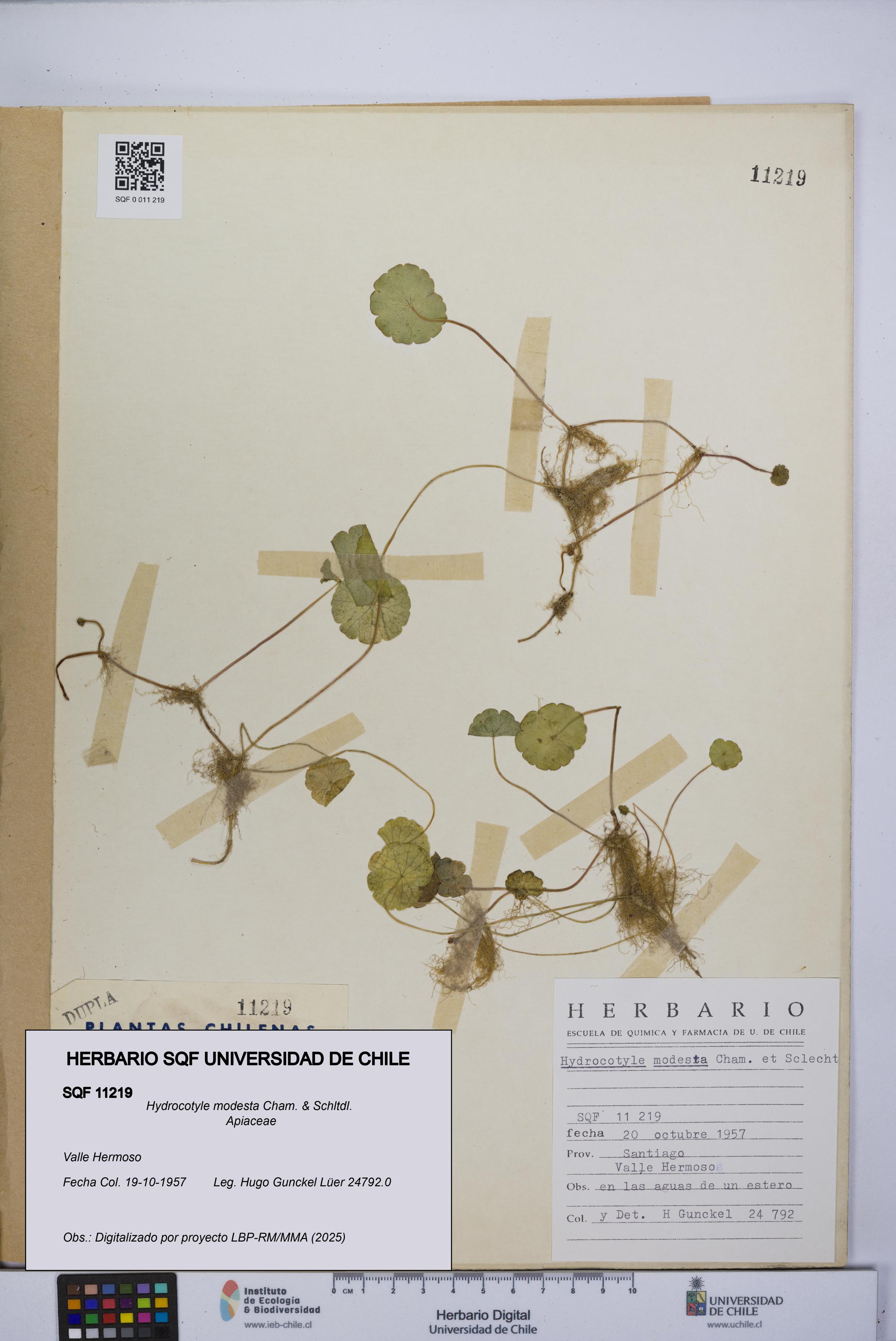 Hydrocotyle modesta [Espécimen: UCH:SQF:0011219]