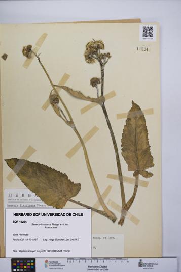 Senecio fistulosus [Espécimen: UCH:SQF:0011224]
