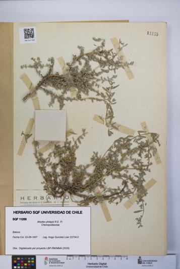 Atriplex philippii [Espécimen: UCH:SQF:0011255]