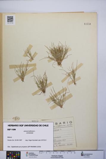 Juncus bufonius [Espécimen: UCH:SQF:0011259]
