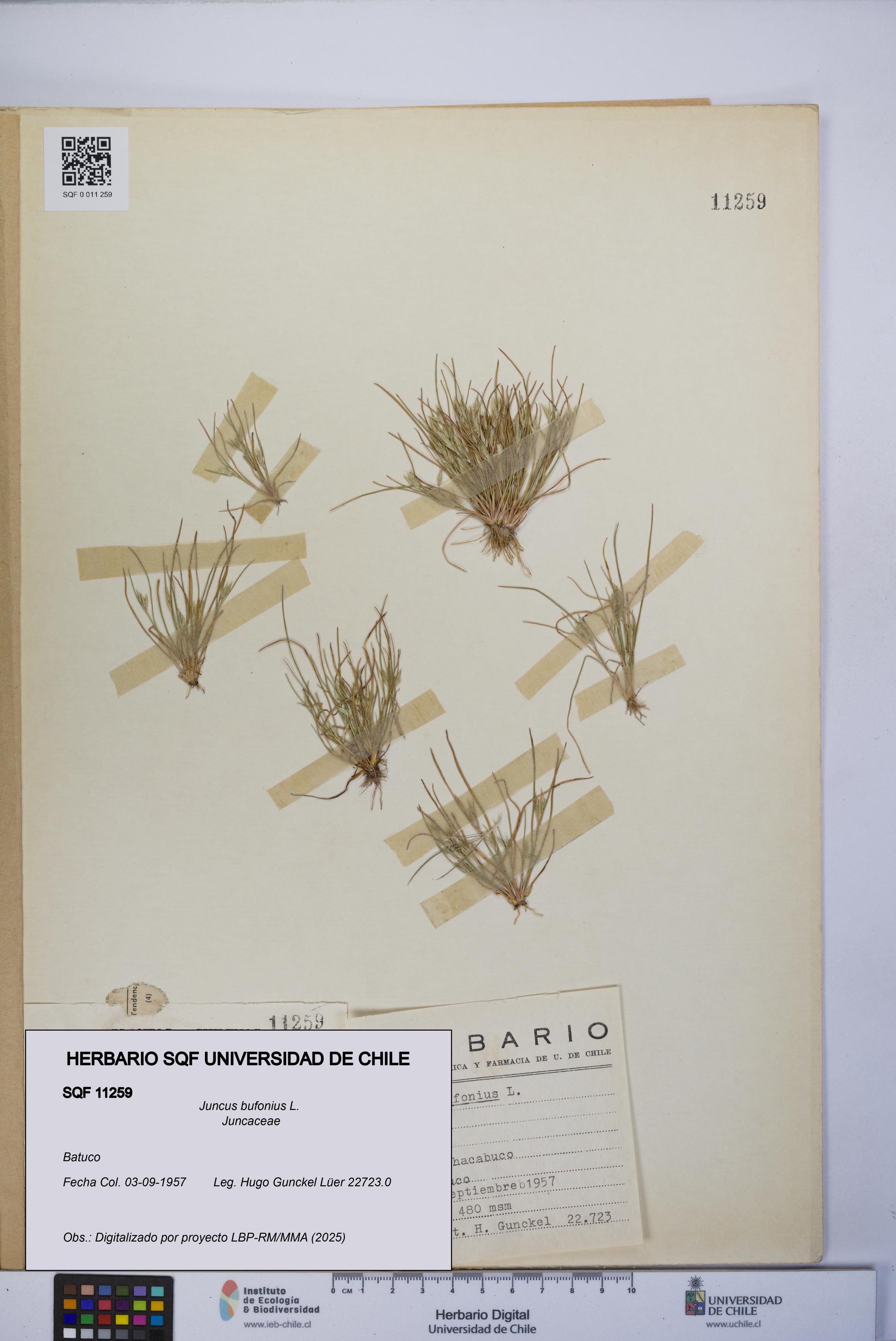 Juncus bufonius [Espécimen: UCH:SQF:0011259]