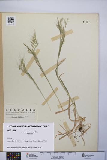 Bromus berteroanus [Espécimen: UCH:SQF:0011261]