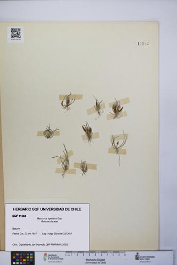 Myosurus apetalus [Espécimen: UCH:SQF:0011263]