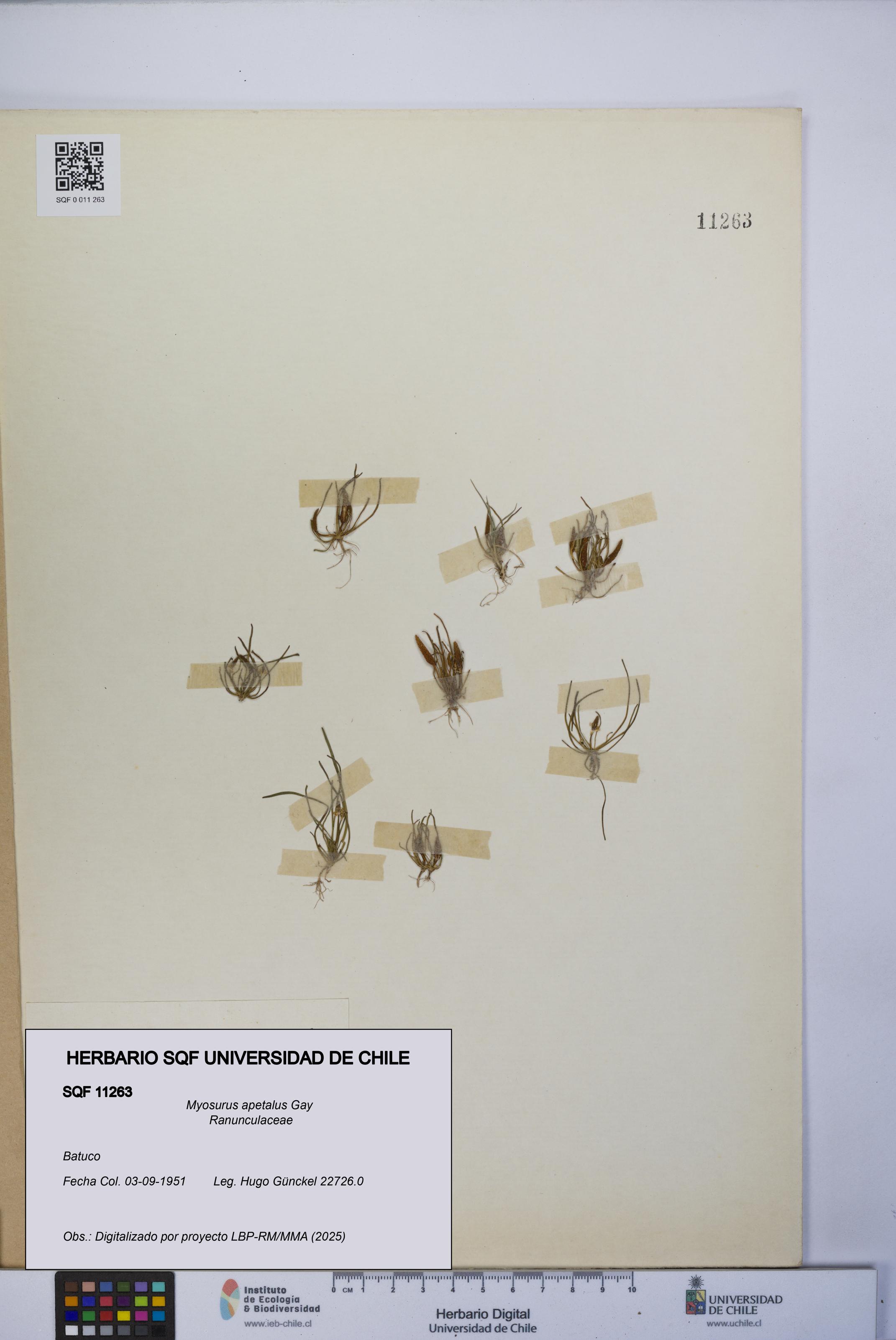 Myosurus apetalus [Espécimen: UCH:SQF:0011263]