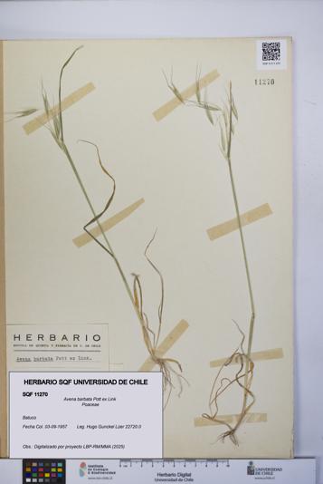 Avena barbata [Espécimen: UCH:SQF:0011270]
