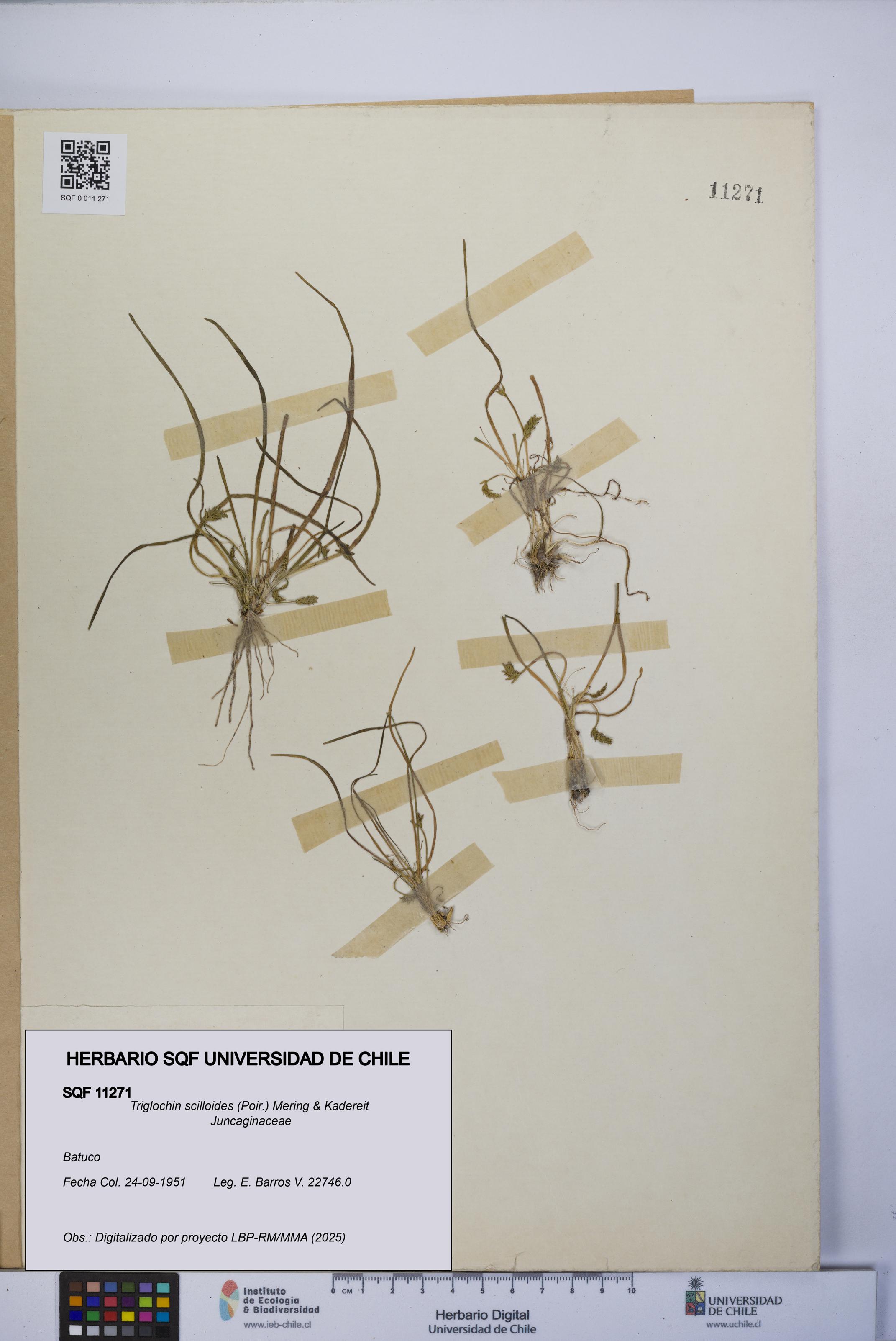 Triglochin scilloides [Espécimen: UCH:SQF:0011271]