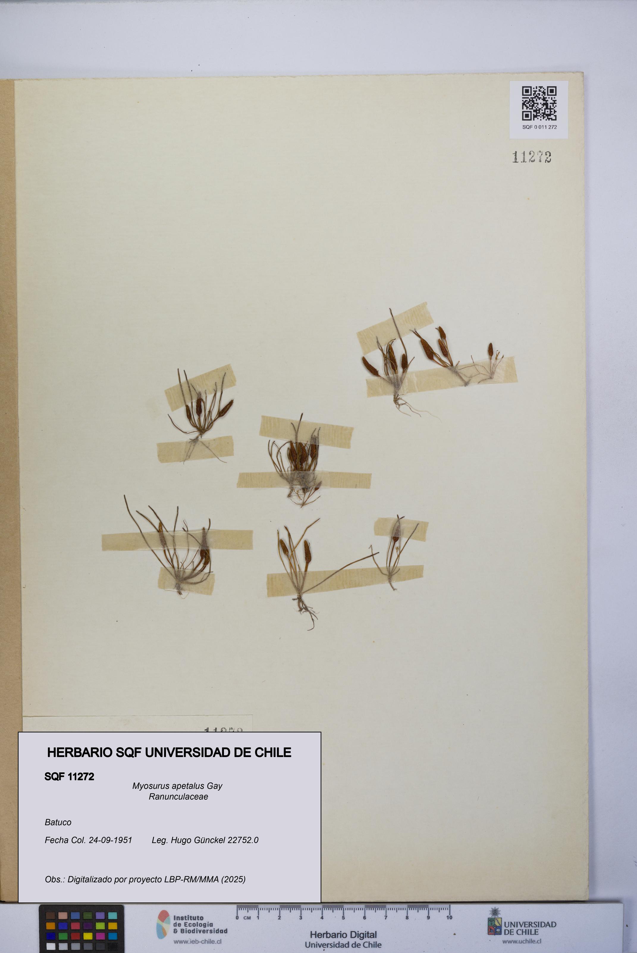 Myosurus apetalus [Espécimen: UCH:SQF:0011272]