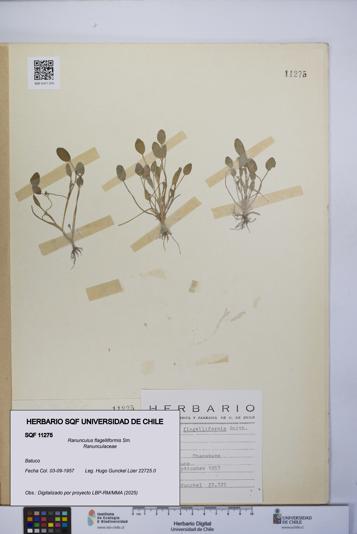 Ranunculus flagelliformis [Espécimen: UCH:SQF:0011275]