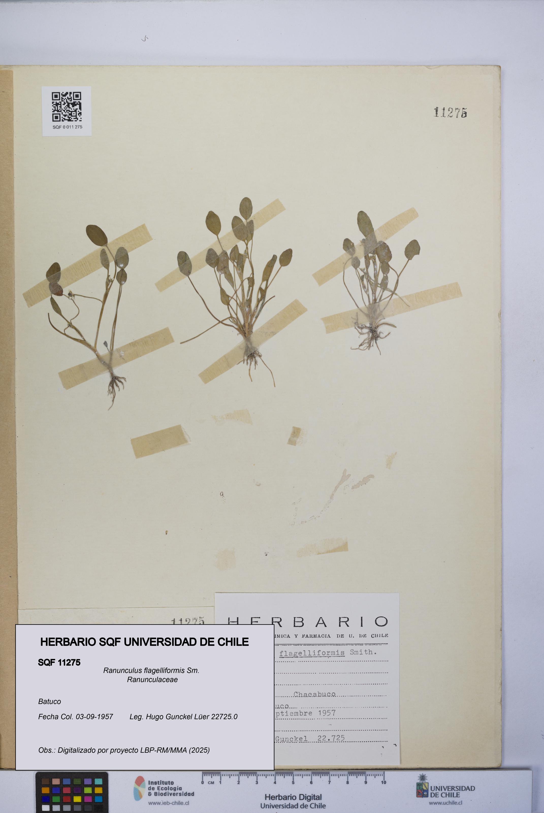 Ranunculus flagelliformis [Espécimen: UCH:SQF:0011275]