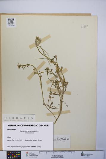 Cardamine bonariensis [Espécimen: UCH:SQF:0011282]