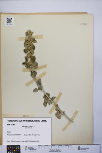 Marrubium vulgare [Espécimen: UCH:SQF:0011283]