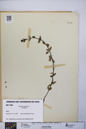 Teucrium bicolor [Espécimen: UCH:SQF:0011286]
