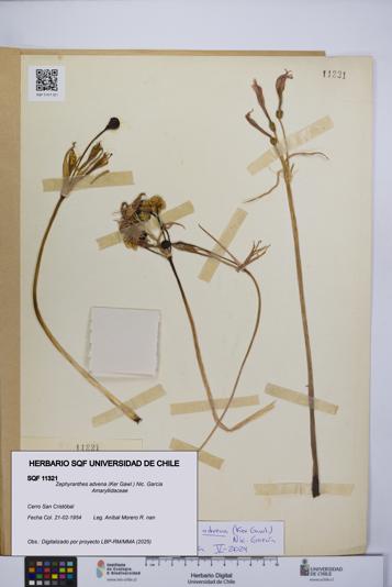Zephyranthes advena [Espécimen: UCH:SQF:0011321]