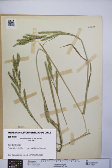 Paspalum dilatatum [Espécimen: UCH:SQF:0011325]