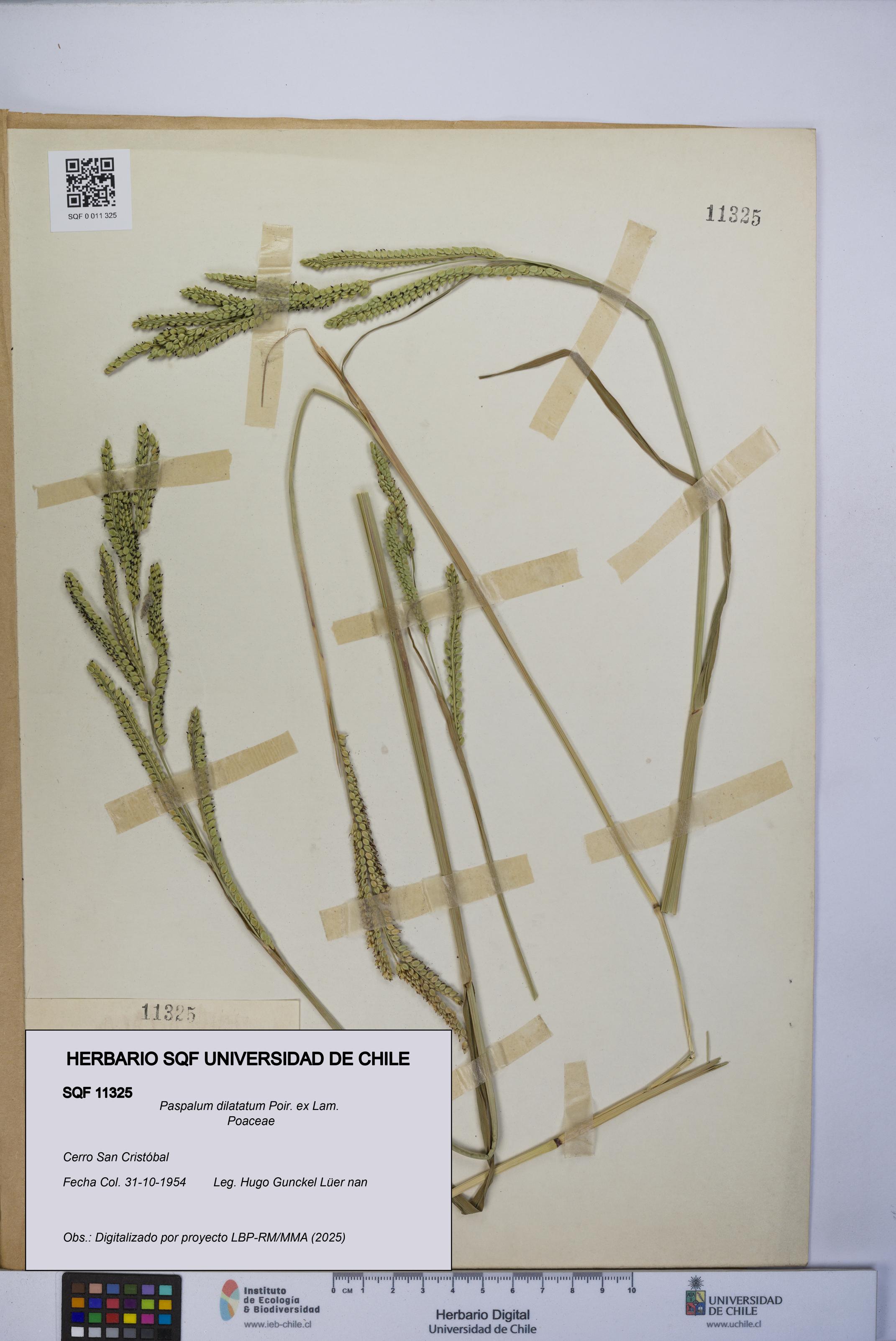 Paspalum dilatatum [Espécimen: UCH:SQF:0011325]