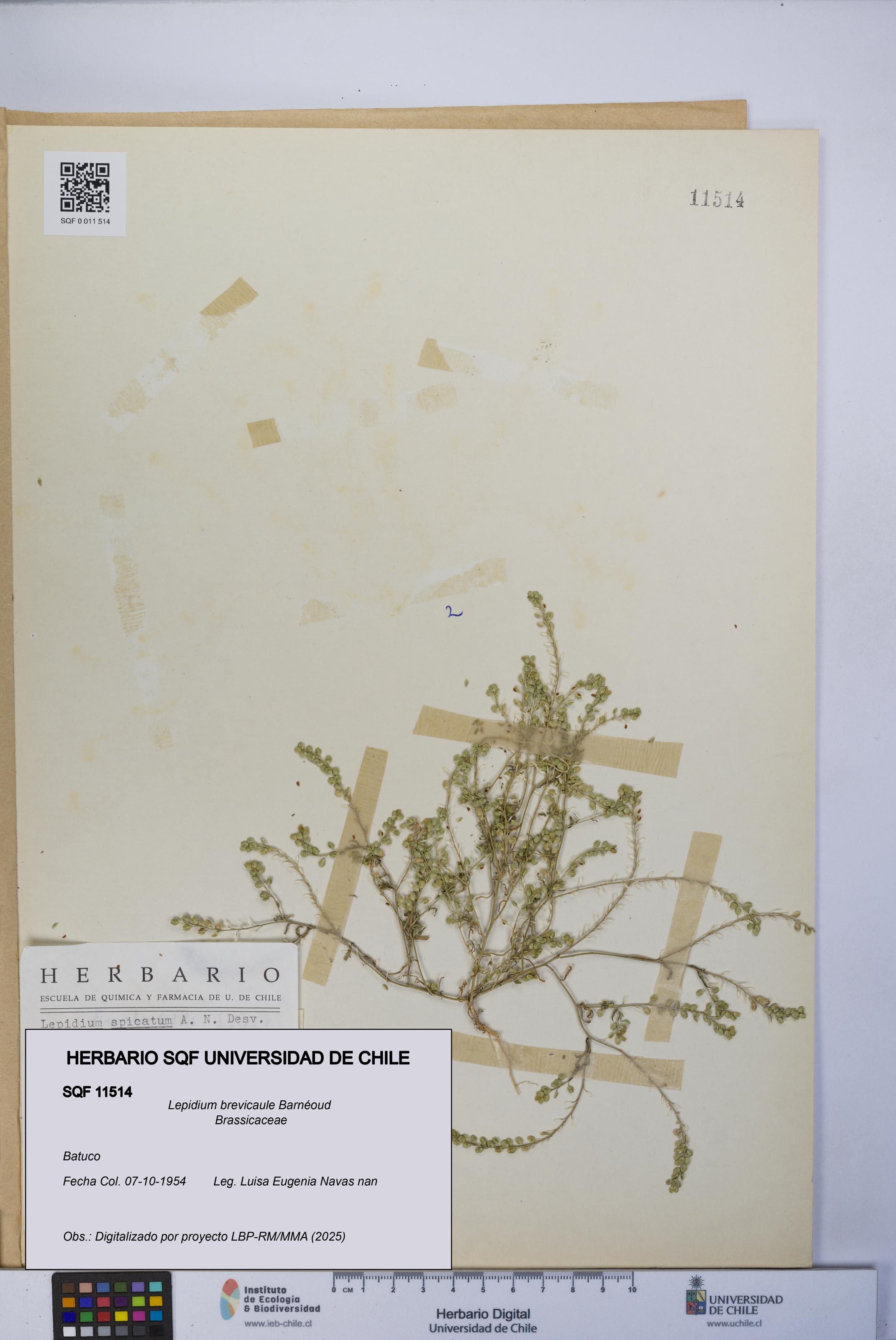 Lepidium brevicaule [Espécimen: UCH:SQF:0011514]