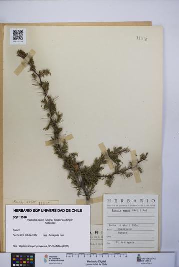 Vachellia caven [Espécimen: UCH:SQF:0011516]