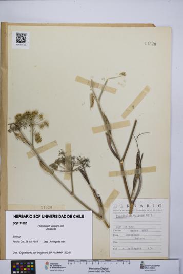 Foeniculum vulgare [Espécimen: UCH:SQF:0011520]