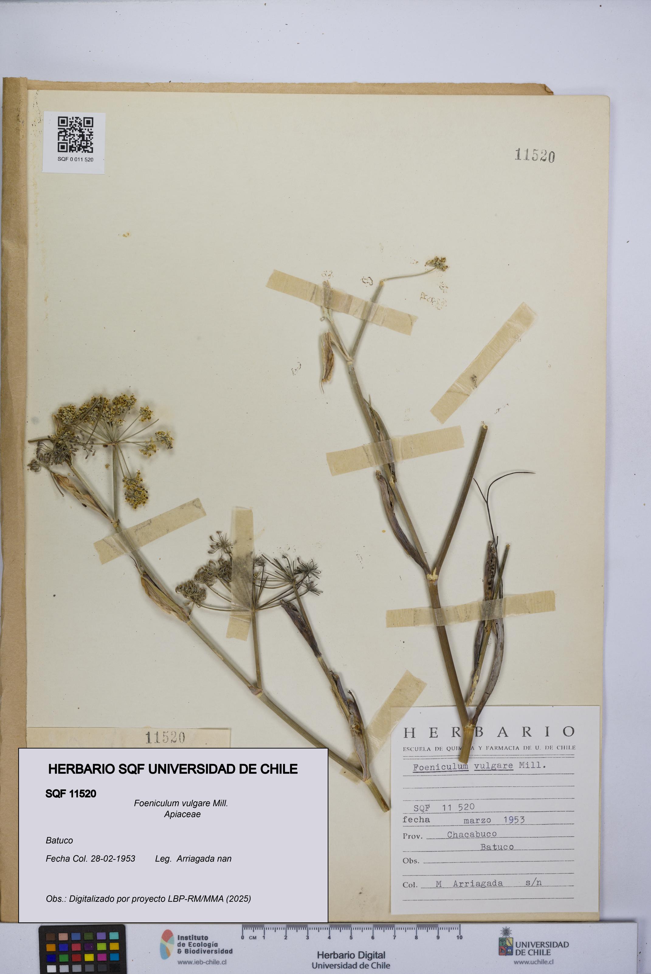 Foeniculum vulgare [Espécimen: UCH:SQF:0011520]