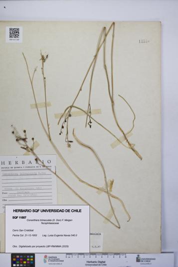 Conanthera trimaculata [Espécimen: UCH:SQF:0011557]
