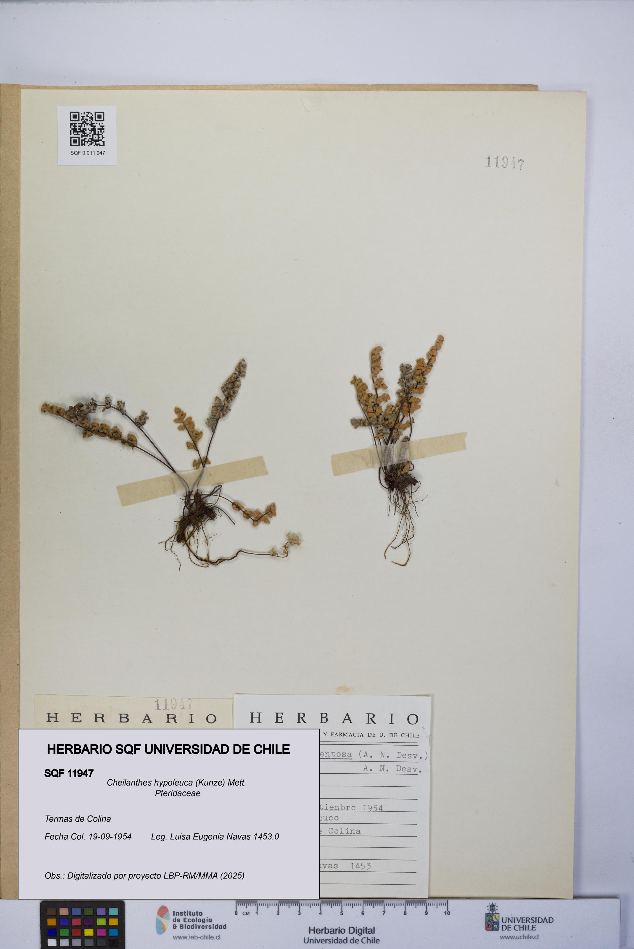 Cheilanthes hypoleuca [Espécimen: UCH:SQF:0011947]