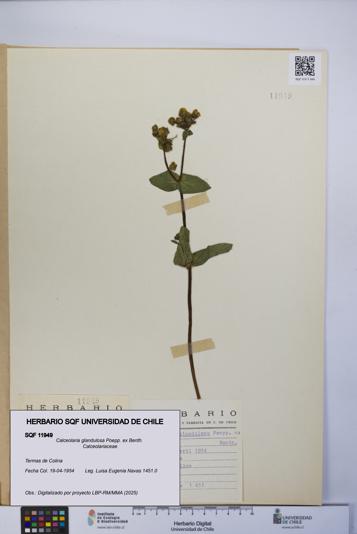 Calceolaria glandulosa [Espécimen: UCH:SQF:0011949]