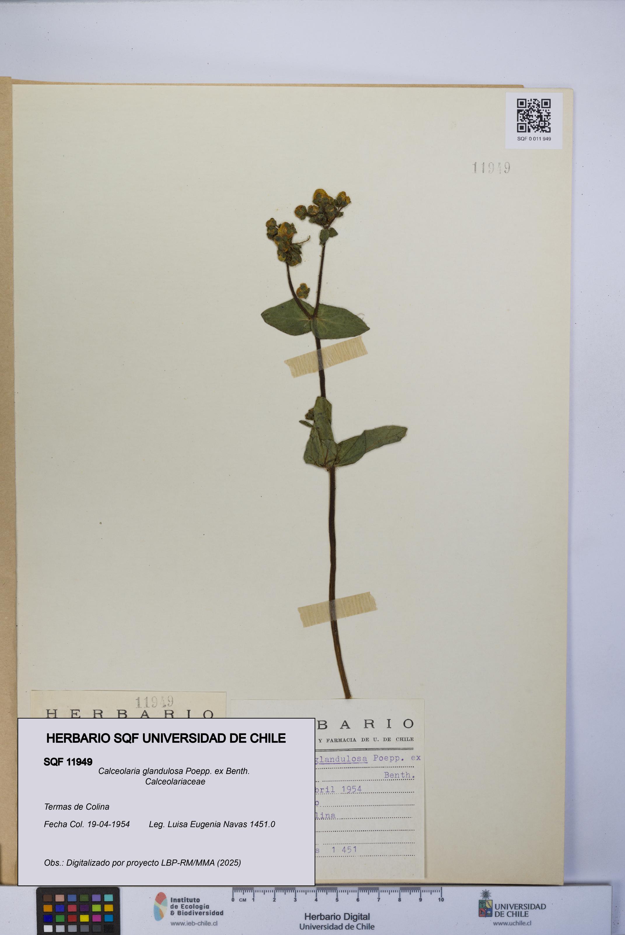 Calceolaria glandulosa [Espécimen: UCH:SQF:0011949]