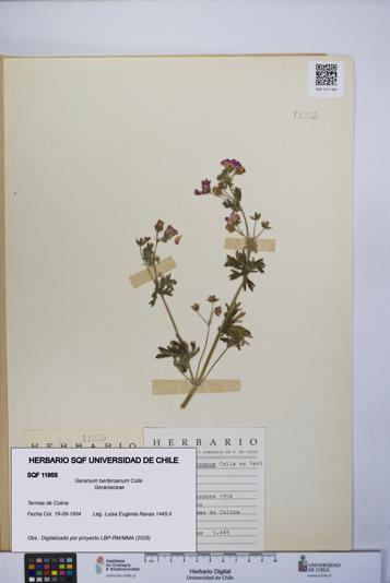 Geranium berteroanum [Espécimen: UCH:SQF:0011955]