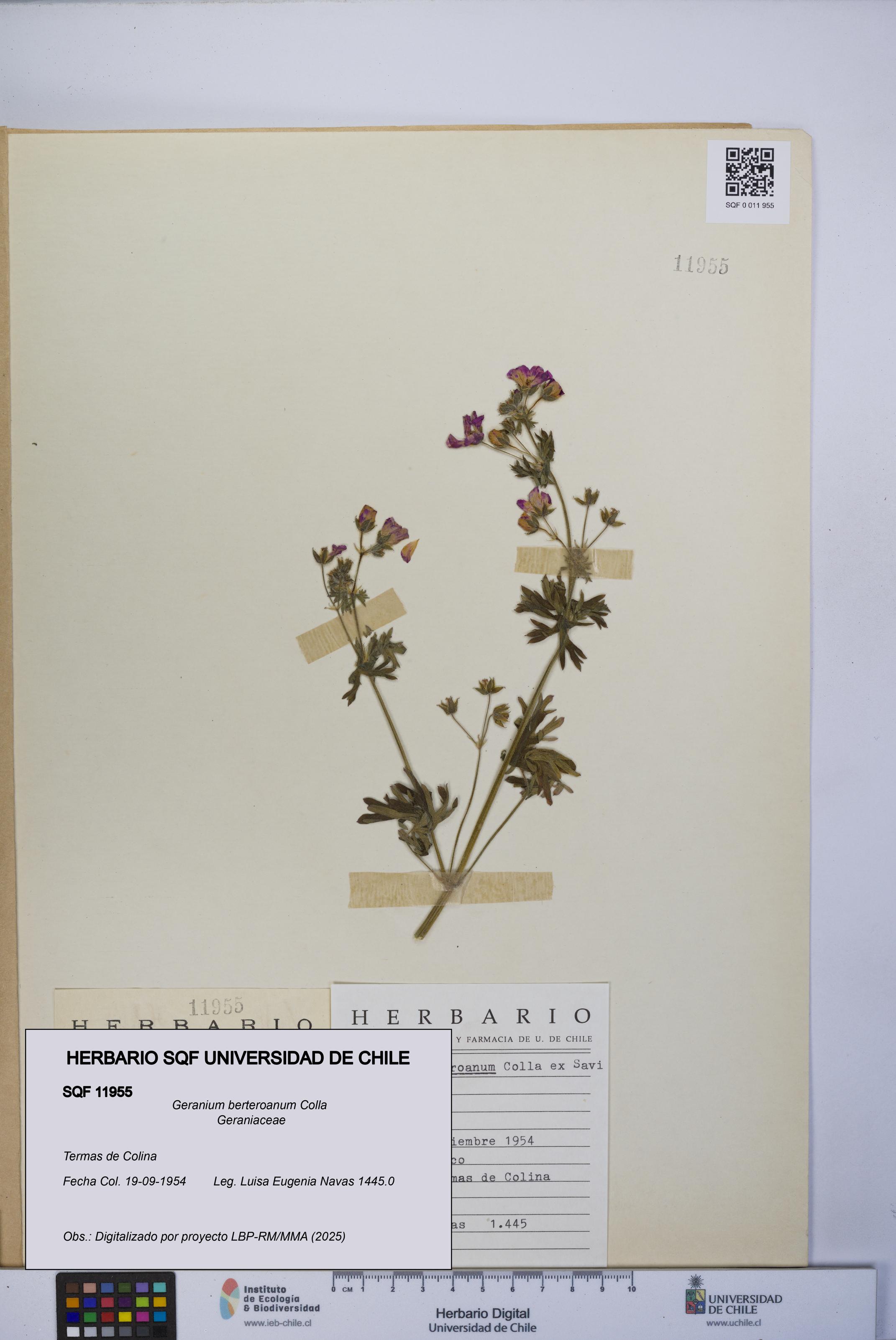 Geranium berteroanum [Espécimen: UCH:SQF:0011955]
