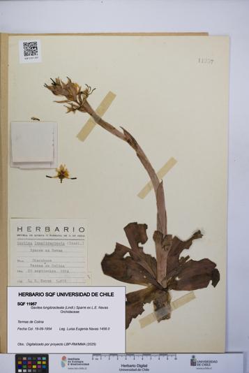 Gavilea longibracteata [Espécimen: UCH:SQF:0011957]