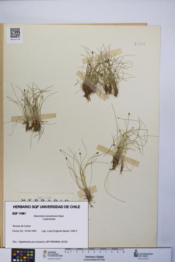 Eleocharis bonariensis [Espécimen: UCH:SQF:0011961]