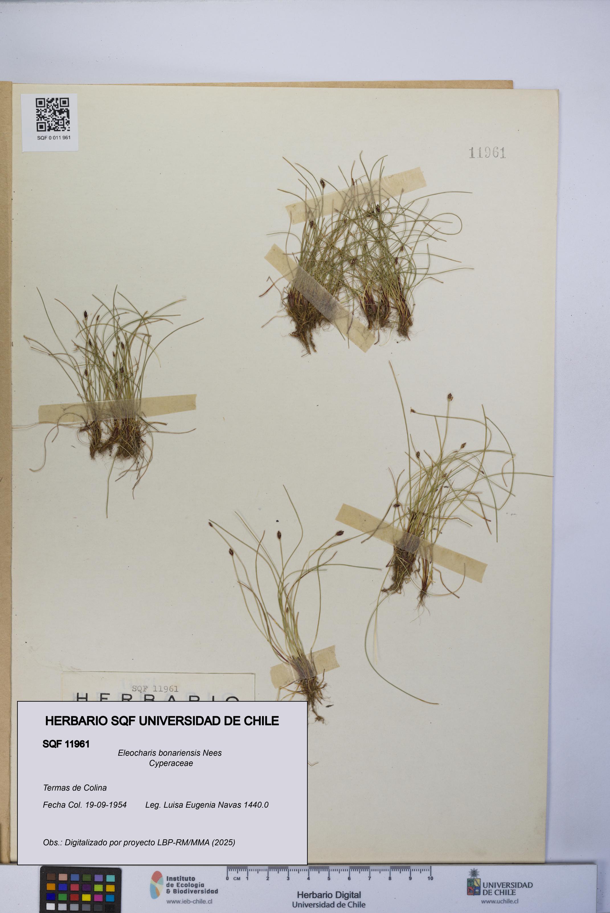 Eleocharis bonariensis [Espécimen: UCH:SQF:0011961]