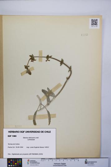 Stachys albicaulis [Espécimen: UCH:SQF:0011963]