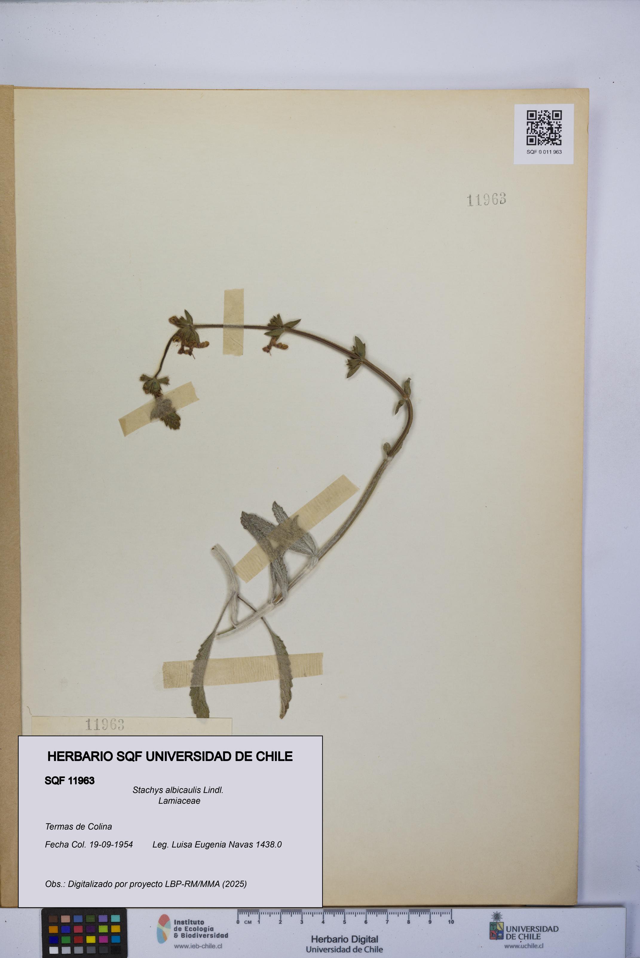 Stachys albicaulis [Espécimen: UCH:SQF:0011963]